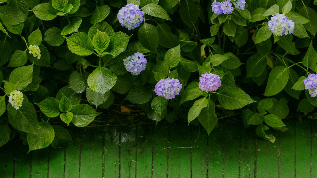 Hydrangeas at bed and breakfast with green fence